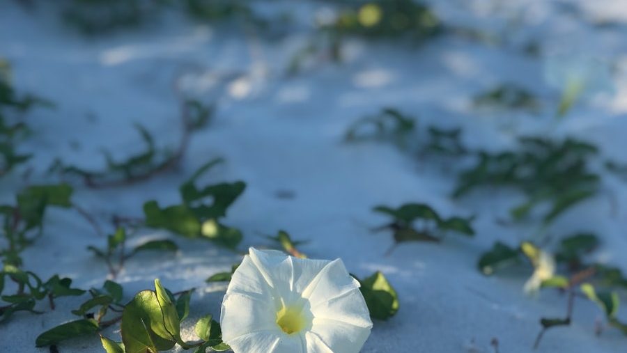 white morning glory flower in bloom